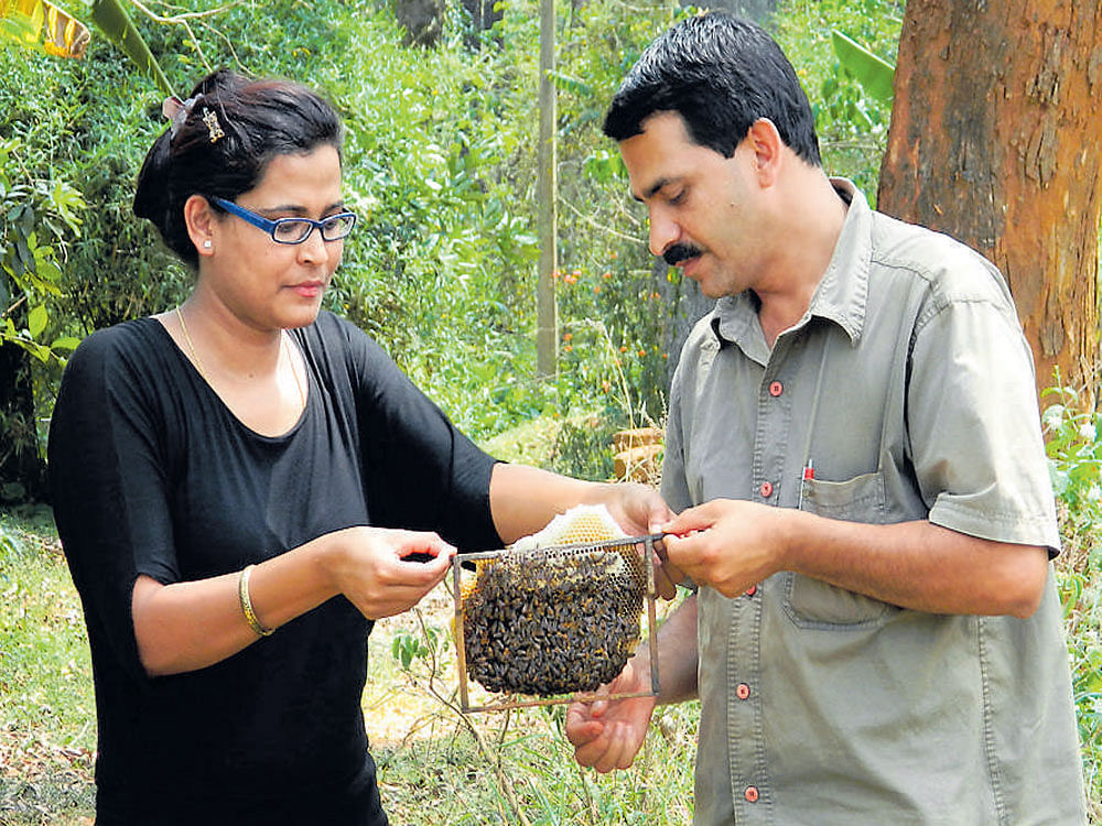 LEARN & RELAX Chikkamagaluru; hands-on lessons on beekeeping at Kadumane Homestay, Uttara Kannada