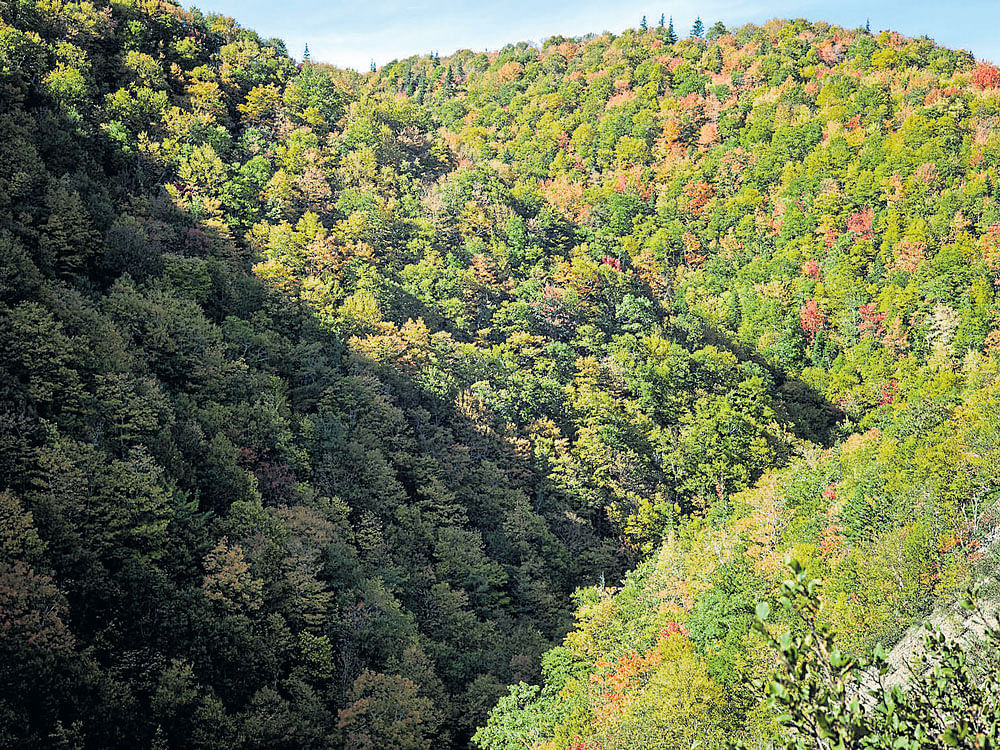 colourful An overview of Fall foliage on Cape Breton Island in Nova Scotia, Canada. Photos by Ian Willms/NYT