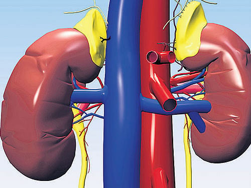 Bioartificial kidney a step closer to reality