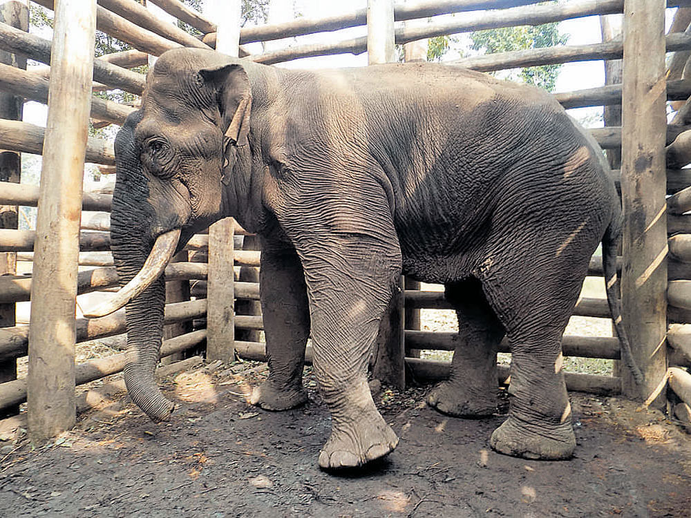 The rogue elephant caught in Chamarajanagar  district has been kept inside a kraal at the Mathigodu  elephant camp near Gonikoppa in Kodagu district. dh photo