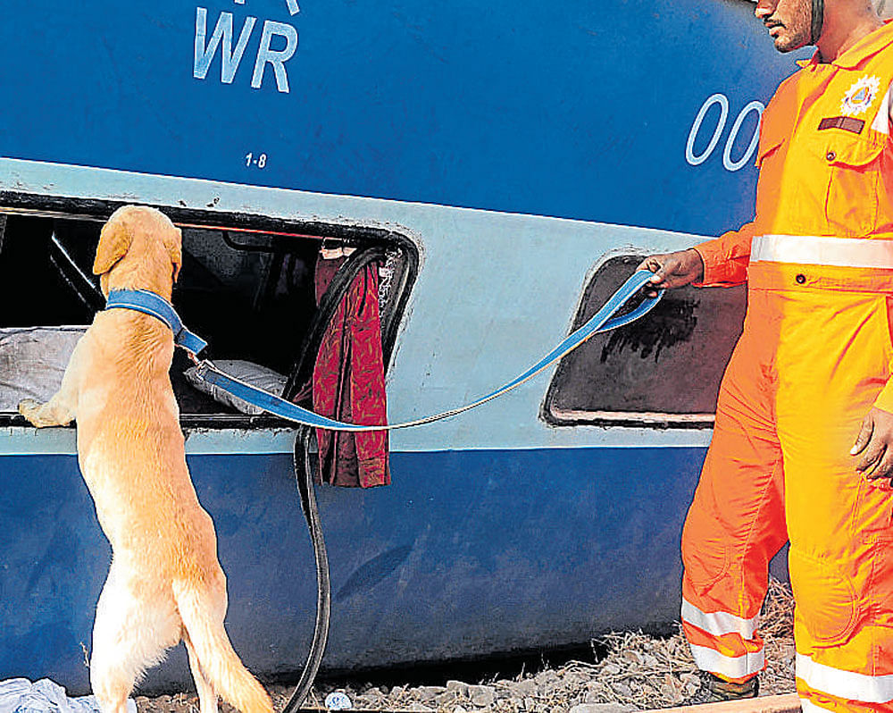 a dog  assists a rescue worker in search operation. PTI