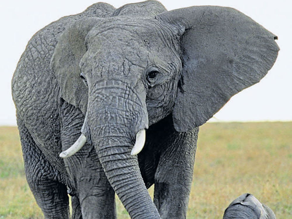 STRICT MEASURES Many countries are taking stringent steps to protect elephants from poachers