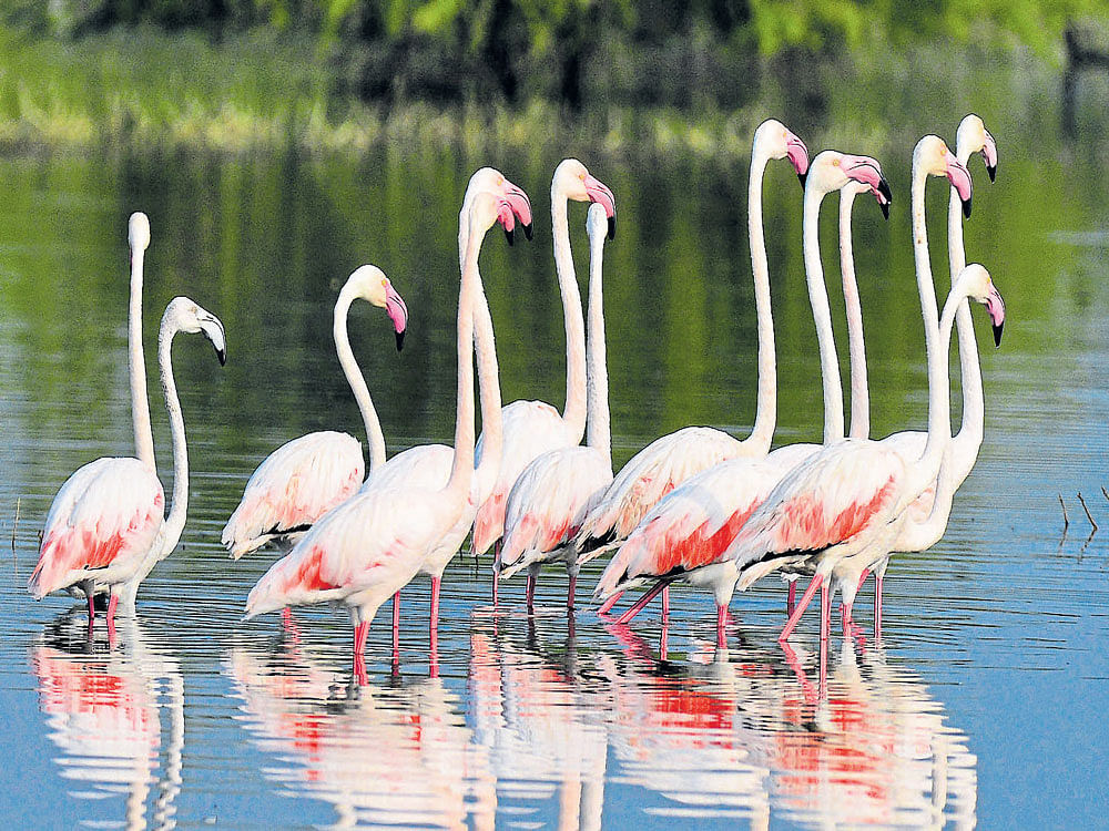 CLIPPED WINGS Migratory birds such as the greater flamingo (in picture) are finding it difficult to over come the challenges thrown at them by humans
