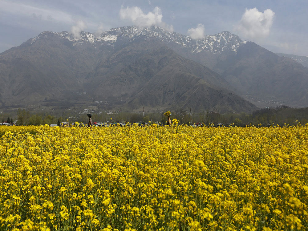 hey claimed that scientists rigged the trial data to claim higher yield for the GM mustard. reuters file photo