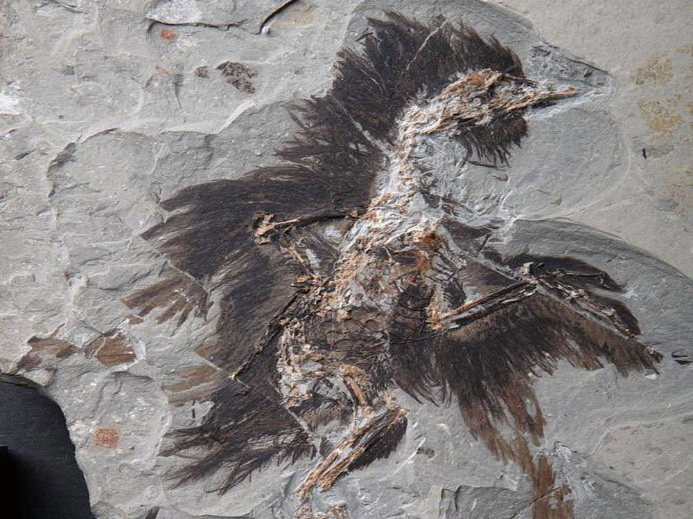 The Cretaceous bird, named Eoconfuciusornis, was discovered in north China's Hebei Province in 2008. Image courtesy Twitter.