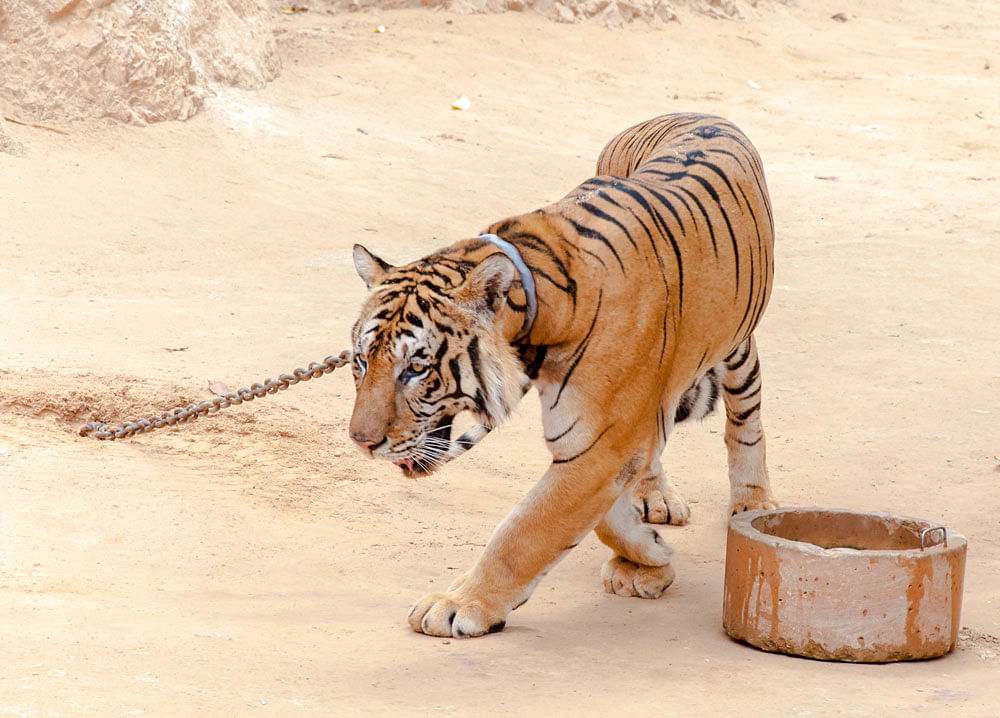 Lack of regulation: Thai officials believe at least 30% of the trafficked tigers come from captivity.