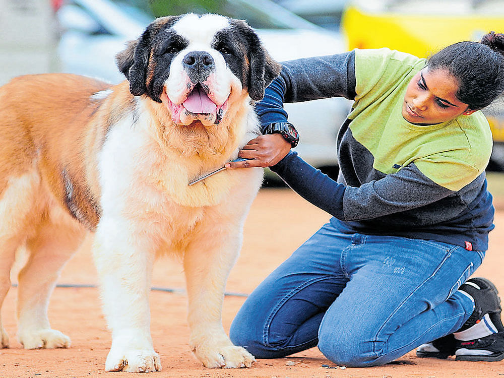 owner's pride A Saint Bernard with its owner and (right) a Siberian Husky being petted by its owner at the 38th and 39th  All Breed Championship Dog Shows organised by The Bangalore Canine Club at RBANMS Grounds in the city on Saturday.  dh photo