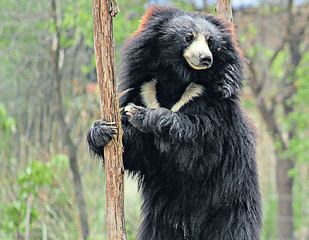 A secure home A rescued sloth bear at one of Wildlife SOS's rescue centres.  PHOTO by author