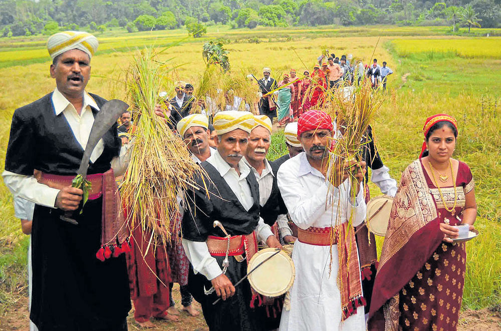 Kodava people carrying paddy sheaves from the field as part of the Huttari festivity.