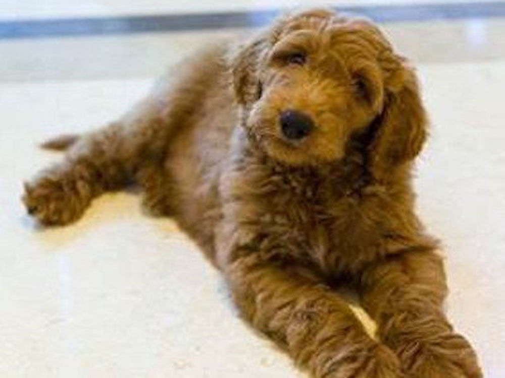 Patton, a Goldendoodle and an offspring of American military hero canines. Image courtesy Twitter.