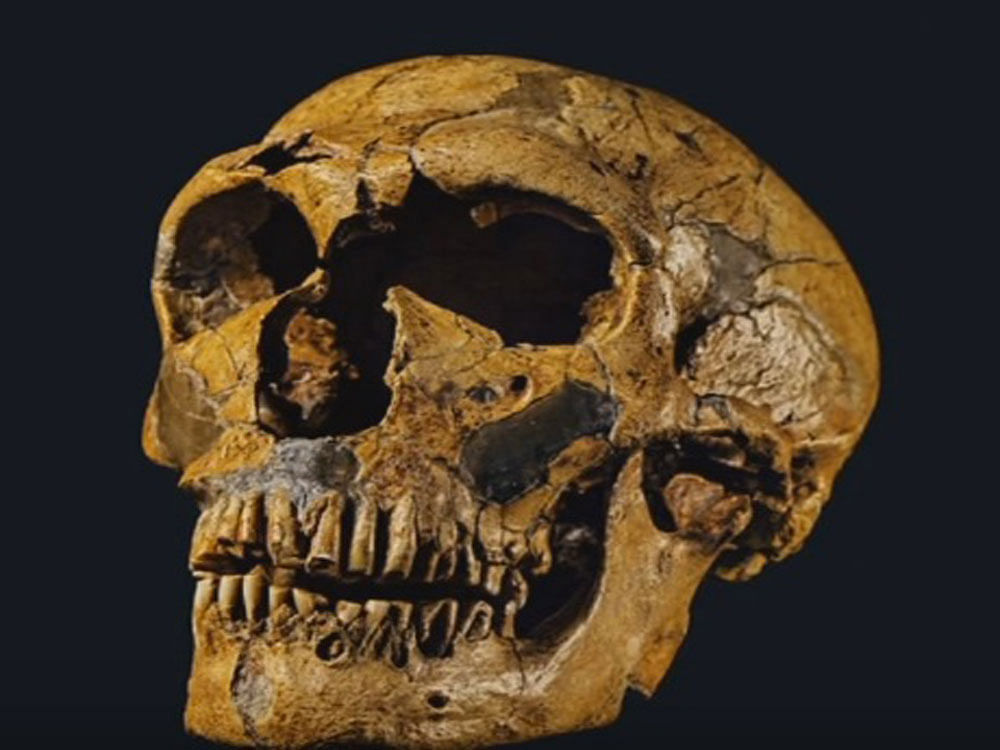 Denisovan skull. Screen grab.