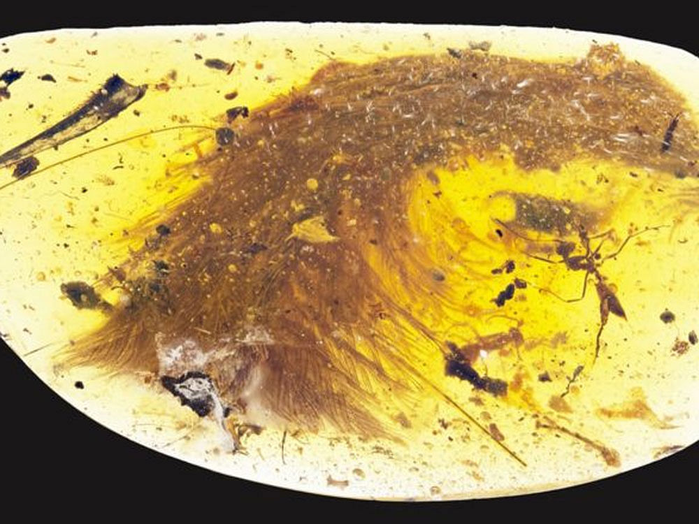 The finding helps to fill in details of the dinosaurs' feather structure and evolution, which can not be determined from fossil evidence, the researchers said.