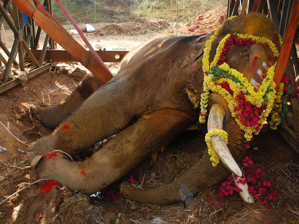 Sidda, 35 years, the injured tusker died at 2 am on Friday early morning near Manchanabele dam in his enclosere built by MEG at Ramanagar district. DH photo