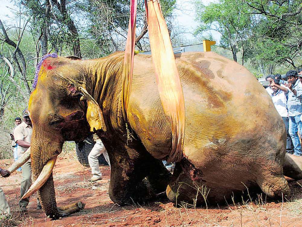 The carcass of 35-year-old wild elephant Sidda is being lifted by a crane for post-mortem after it died near the Manchanabele dam, about 40 km west of Bengaluru, early on Friday morning. DH&#8200;PHOTO
