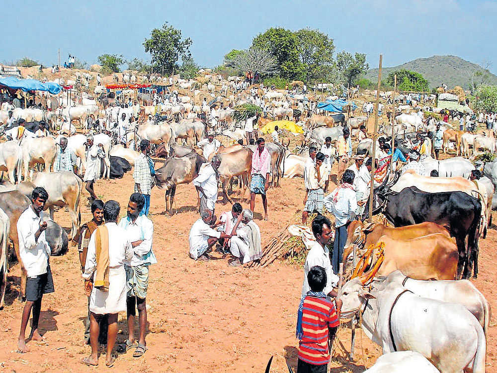 rustic charm : A view of the Ghati Subramanya Cattle Fair in Doddaballapur taluk.