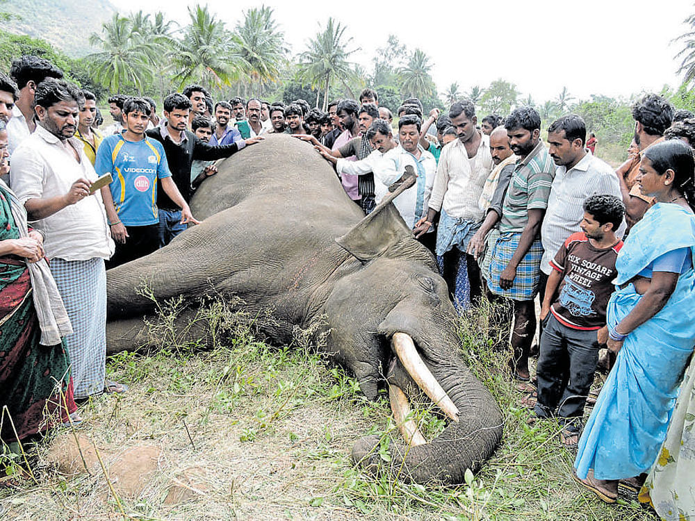 A tusker which was electrocuted while trying to enter an electrically-fenced farmland at Kanchenahalli, Kana-kapura, on Thursday night.