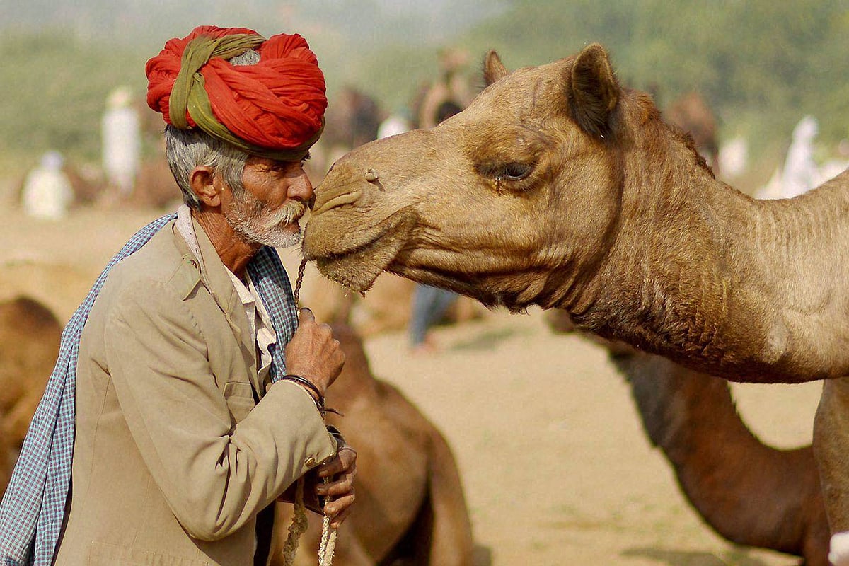 Camel, llama antibodies inspire new cancer treatment