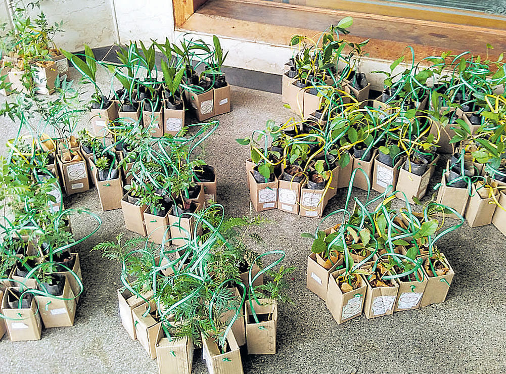 unique Different varieties of plants packed using biodegradable materials.
