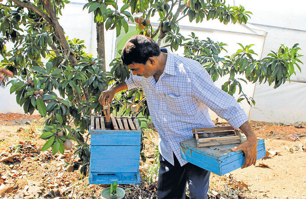 integrated A bee colony in Dayanand's (inset) farm in Bailhongal taluk.