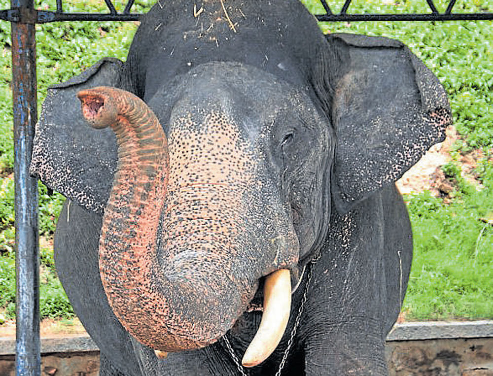 Abhimanyu was part of 50 operations to  capture jumbos. DH PHOTO