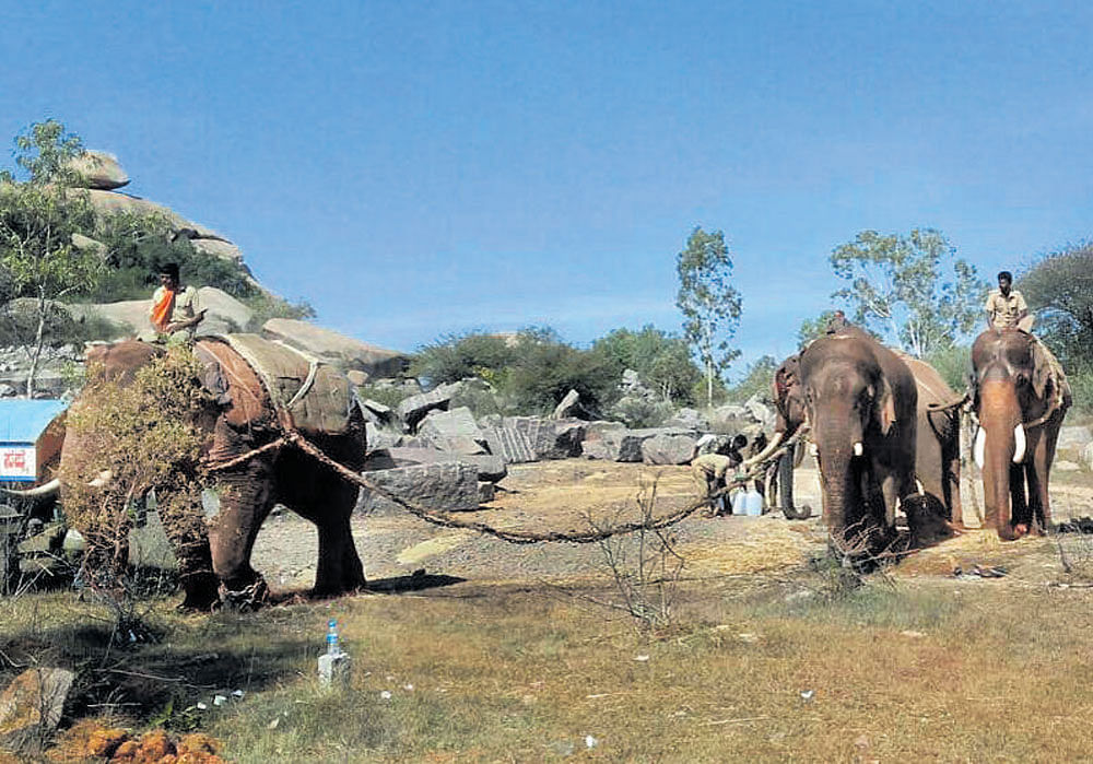 The elephant (left) which was captured during the operation by the Forest department on Wednesday. Two camp elephants keep a watch over it.