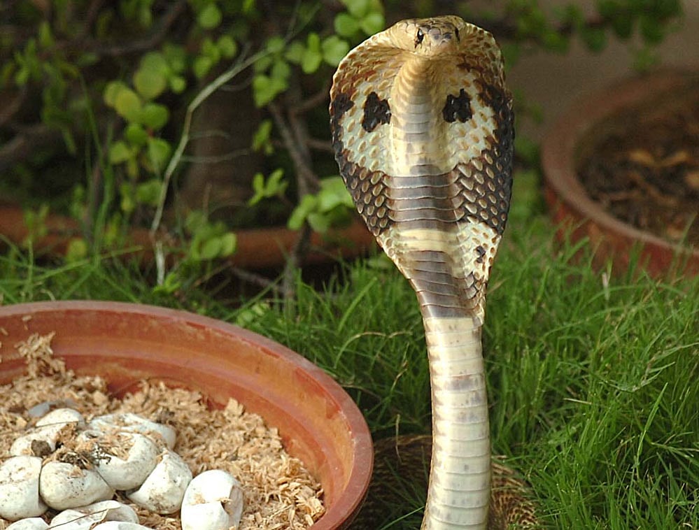 Stressed snakes strike first: study