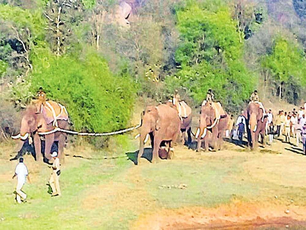 Wild elephant Ranga, who was captured on Sunday, is feeling restless in his new surroundings.