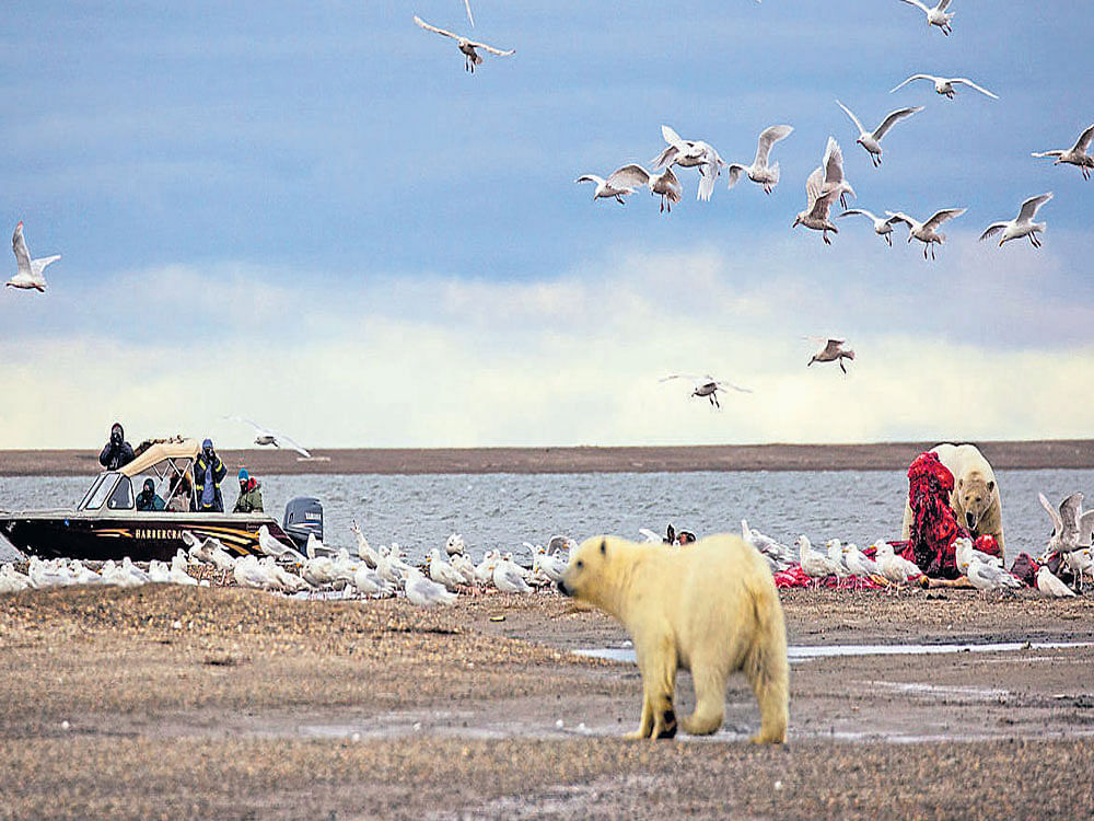 DWINDLING In fall, polar bears devour the leftover whale meat and roamon land as the sea ice they rely on for hunting seals is receding. PHOTO CREDIT: JOSH HANER/NYT