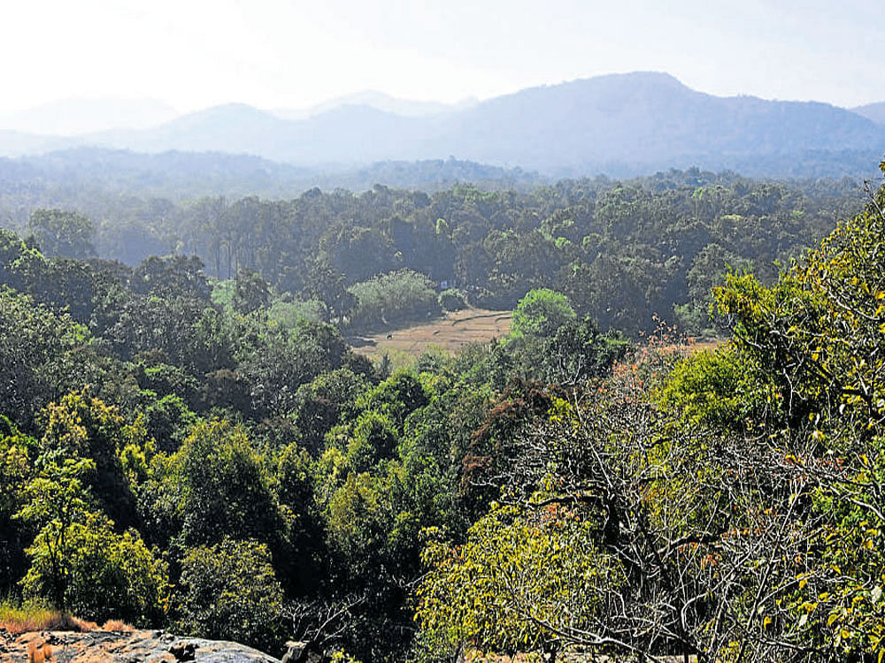 A view of the Kali tiger reserve in Joida taluk of Uttara Kannada district. DH PHOTO