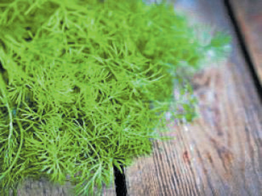 The magic of dill