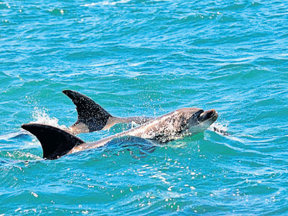 scenes by the sea Dolphins in Mornington Peninsula, Australia. Photo by author