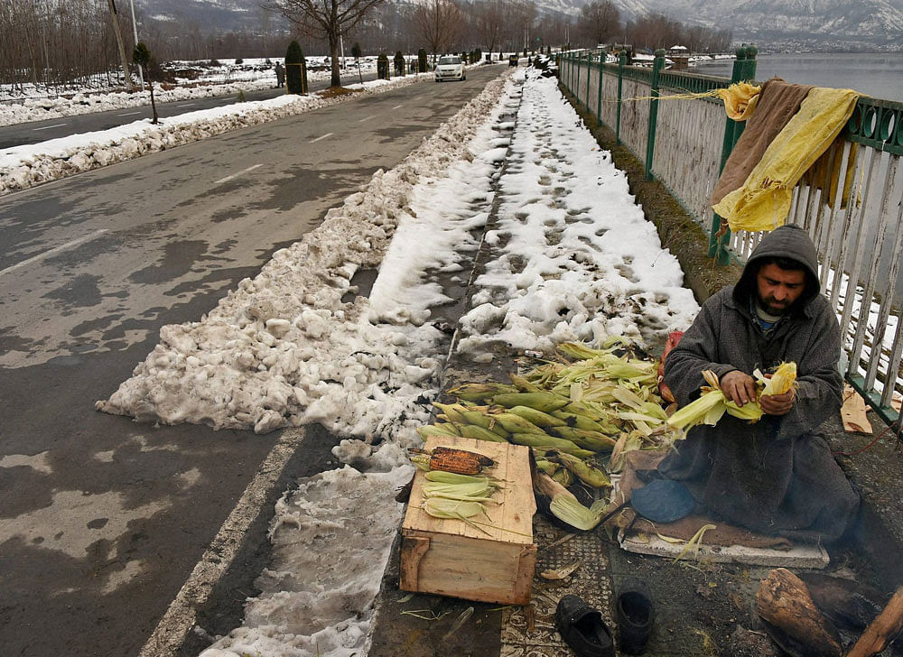 A vendour removing the shucks from maize along the banks of Dal Lake after heavy snowfall in Srinagar on Sunday. PTI Photo