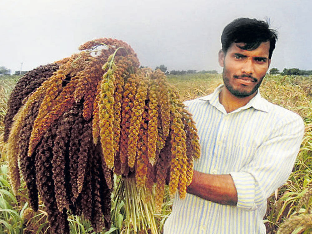 DIVERSITY Praveen, a farmer in Belagavi district, has conserved 13 varieties of foxtail millet