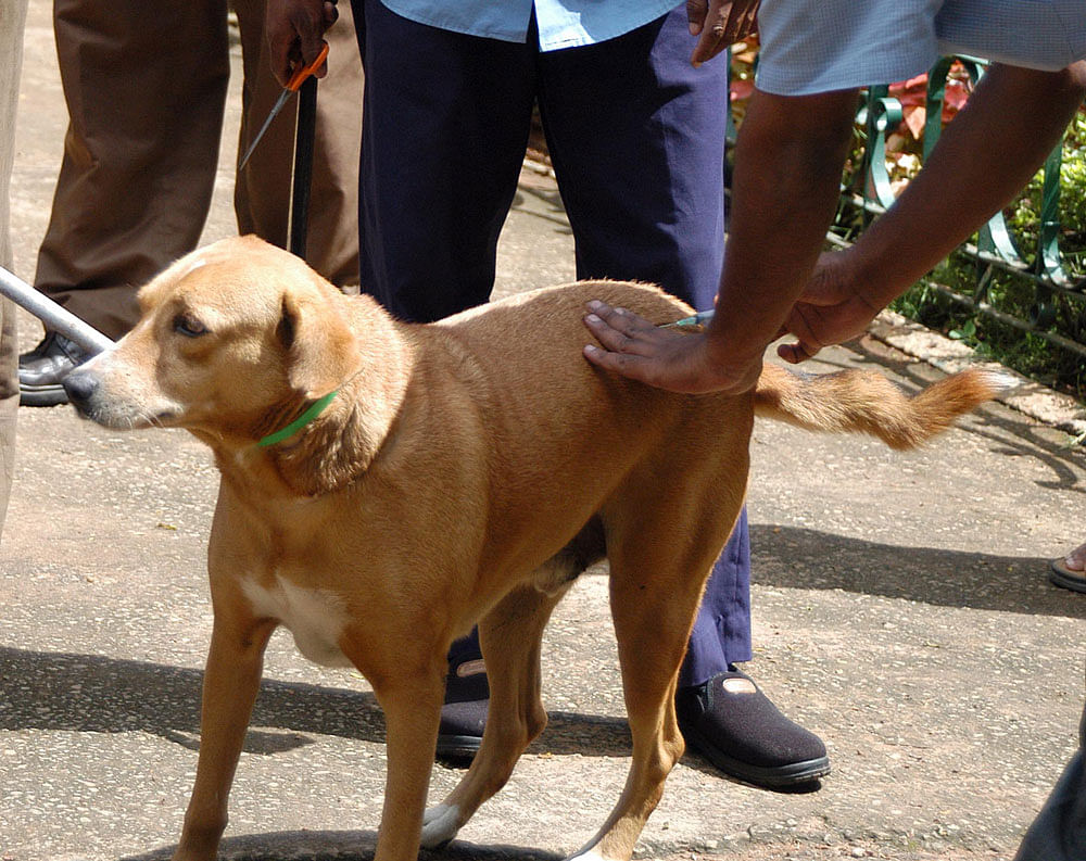Nearly all of the deaths occur after victims are bitten by rabid dogs. Most of the victims are children. For years, experts have debated the best strategy to reduce this burden. dh file photo