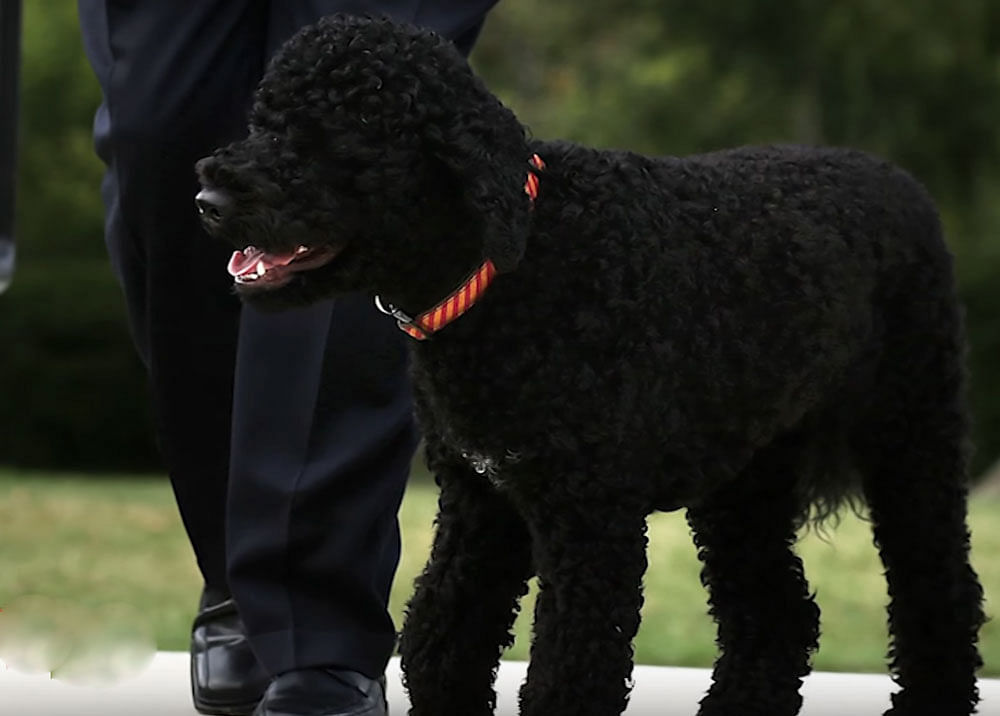 The girl, who was not identified, was bitten in the face on Monday when she went to pet the 4-year-old Portuguese Water Dog, TMZ.com reported.
