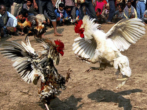 Cockfight bets may touch Rs 300 cr in AP. File photo