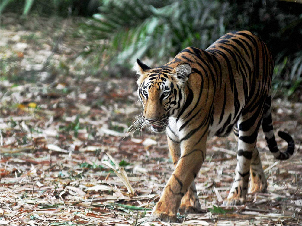 The forest and tourism departments have planned the trekking trail that goes through the Kali Tiger Reserve. PTI File Photo for representation.