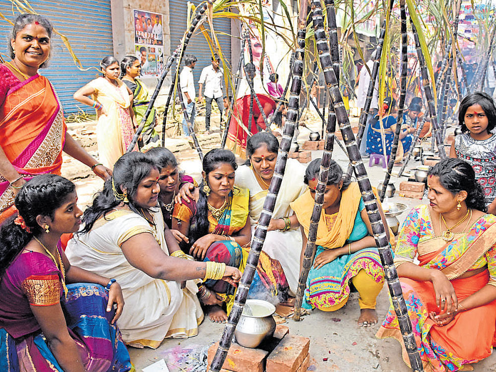 Women cook pongal as part of the celebrations. dh photo