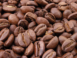 There has been, however, no publicly accessible genome sequence for the higher-value and more genetically complex C arabica. Working with farmer Jay Ruskey, the UC Davis researchers collected genetic material DNA and RNA samples from different tissues and developmental stages of 23 Geisha coffee trees. File photo