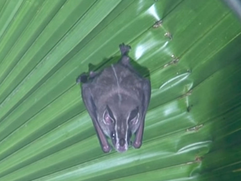 Researchers compiled data on the New World leaf-nosed bats and their close relatives. The group is ideal for studying the effects of recent extinction, as one-third of its species have become extinct in the Greater Antilles over the past 20,000 years, researchers said. Screengrab