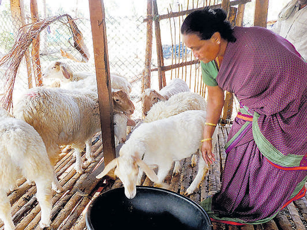 Lakshmidevamma with her livestock.