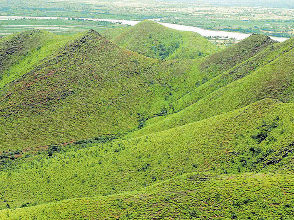 A view of Kappatagudda hills.