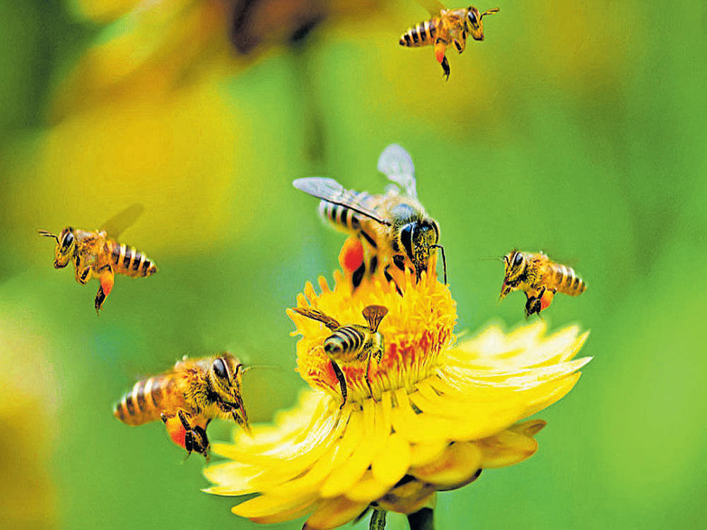 Bees and wasps were responsible for just over one-third (33 per cent) of hospital admissions, followed by spider bites (30 per cent) and snake bites (15 per cent). Overall, 64 people were killed by a venomous sting or bite, with more than half of these deaths due to an allergic reaction to an insect bite that caused anaphylactic shock. Snake bites caused 27 deaths. File photo