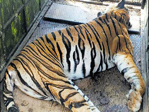 The carcass of the tigress