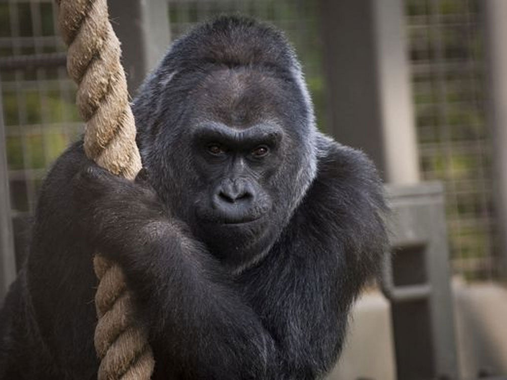 History was made when Colo was born at the Columbus Zoo on December 22, 1956. She was the first zoo-born gorilla in an era when little was known about conserving the western lowland gorilla. Reuters file photo