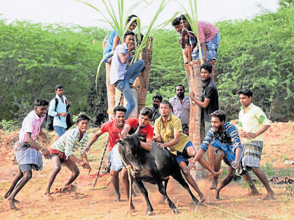 People participating in Jallikattu at Madurai's Karisalkulam village. FILE PHOTO