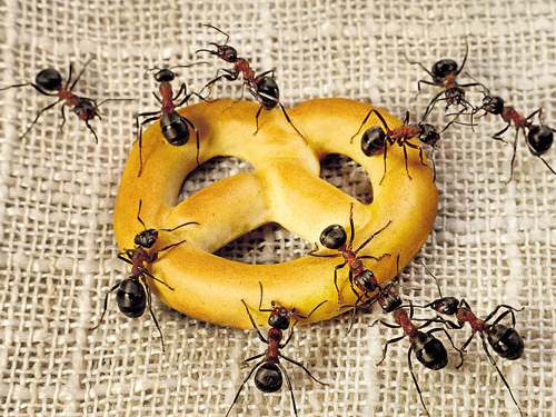 The findings suggest ants can understand spatial relations in the external world, not just relative to themselves. File Photo for representation.
