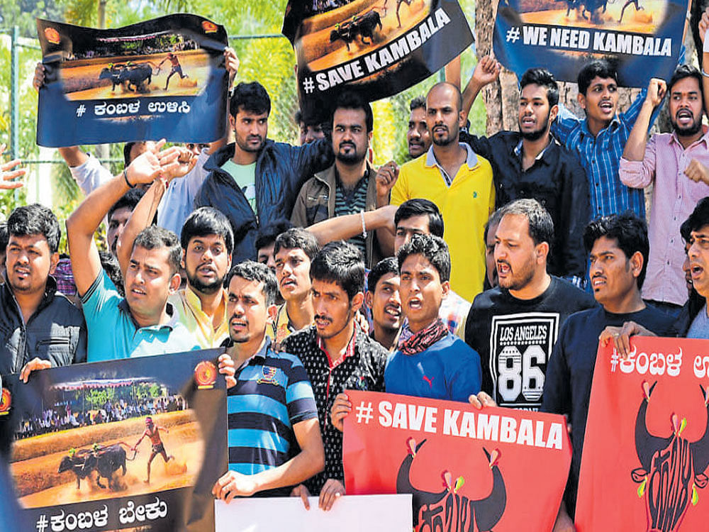Around 200 people, mainly from coastal Karnataka, take part in a rally organised by Tuluvere Chawadi Association in Bengaluru on Sunday, urging the government to revoke the ban on Kambala. DH PHOTO