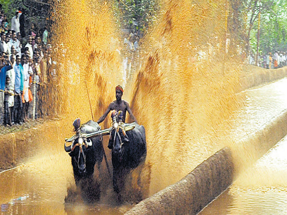 Experts of Karnataka Veterinary University, Bidar, in 2015 had submitted a report saying that there is no cruelty to animals involved in Kambala. DH PHOTO