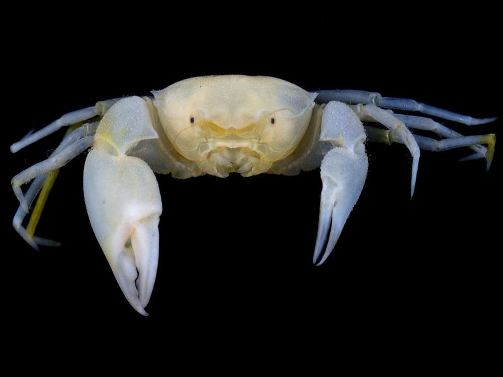 The new species is a tiny crab measuring less than a centimeter in both length and width and can be found deep in coral rubble or under subtidal rocks, perhaps also in cavities. Image courtesy Waitt Foundation/ Twitter